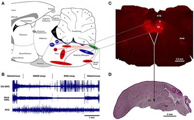 Neuroanatomical Basis of State-Dependent Activity of Upper Airway Muscles